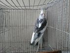 Bird for sell