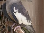 Running Male _" Gray Yellow Face Cockatiel "