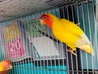 Running Male Lovebird