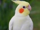 Running Male Lutino Cockatiel + Cage And Accessories