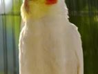 Running Male Lutino Cockatiel + Cage And Accessories