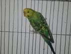 running marble eye female budgerigar রানিং মার্বেল চোখ ফিমেল পাখি