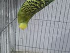 Running Marble Eye Male Budgerigar