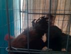 Chicken for sale