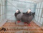Running Mukkhi Pigeon for sell