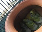 Running Pair Budgerigar For Sell