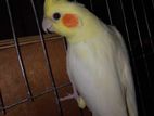 Running pair cockatiel bird for sale