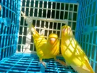 Running Pair Budgies