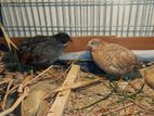 Running Pair King Quail (কিং কোয়েল)