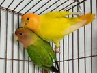 Running Pair Love Bird || ডিম বাচ্চা করা