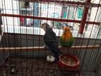 Running Pair Love Bird with 6 Egg And Full Setup