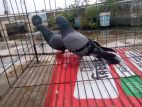 Running Pigeon for Sell