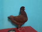 Running pigeon For Sell