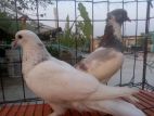 Running Pigeon for sell