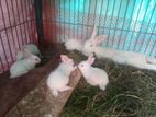 Running rabbit pair with 5 babies