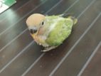 Running Rainbow budgerigar. tame size love bird.