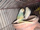 Running Rainbow Paid Budgerigar