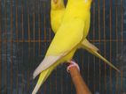 Running Red Eye Lutino Budgerigar Pair