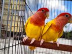 Running Red head lutino love bird