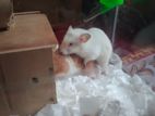 running serial hamster and baby