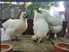 Running silky murgi