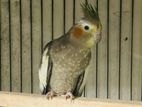 Running Yellow Face Grey Female Cocktail