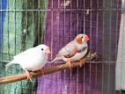 Running Zebra Finch