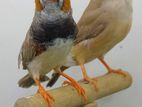 Running Zebra Finch