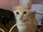 Russian Blue and terkish angora mixed kitten