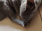 Russian Blue cat