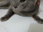 Russian Blue Male Short Hair