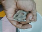 Russian dorf Hamster active and healthy baby