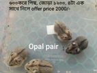 Russian Dorf Hamster Tame size babies