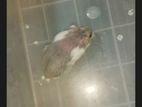 Russian dwarf hamster adult male