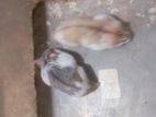 Russian dwarf hamster adult pair