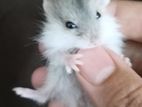 Russian Dwarf Hamster (Albino & High mottled)