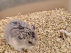 Russian Dwarf Hamster Baby For Sale