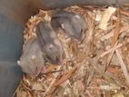 Russian Dwarf Hamster