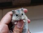 Russian Dwarf Hamster