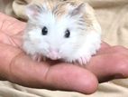 Russian Hamster