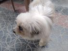 Russian lhasa dog