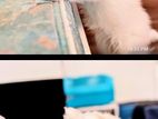 Russian Samoyed