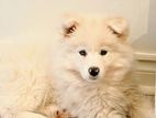 Russian Samoyed Puppy