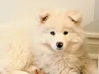 Russian Samoyed Puppy