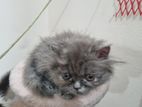 s-colour female persian