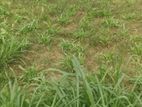সাভার স্ট্যান্ড থেকে ১০ কিলো দূরে land sell