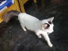 সাদা বিড়াল বড় লোমের