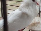 সাদা বোম্বাই (নর)