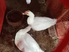 সাদা চিনা হাঁস বিক্রি হবে