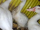 সাদা চিনা হাস